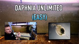 How I Raise Daphnia Water Fleas And You Can Too [upl. by Aramoix]