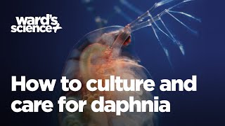 Caring and Culturing for Daphnia [upl. by Yehtomit]