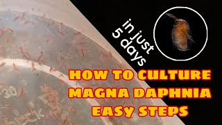 How to Culture Magna Daphnia Easily [upl. by Yerga149]