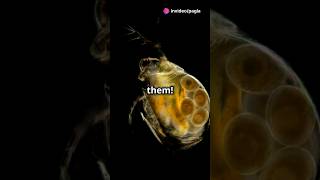 How to culture Daphnia for your Aquarium [upl. by Egerton]