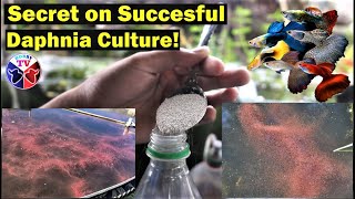 How to Culture Daphnia Successfully [upl. by Paquito]