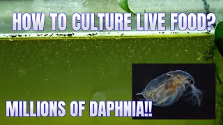 How to Culture Daphnia Secret Method to Breed MILLIONS  Simply Aquatic [upl. by Ingrim]