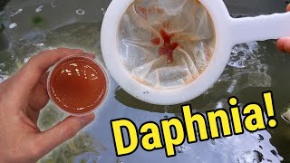 How I Culture Daphnia In Outdoor Tubs [upl. by Atineb618]