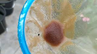 How to culture daphnia moina in a small container Part 1 English Subtitle [upl. by Niraj498]