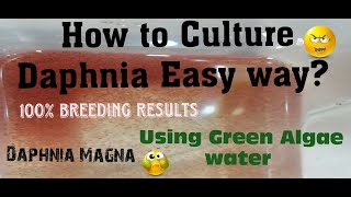 Daphnia MagnaHow to Culture Daphnia Easy wayCulturing Daphnia using Green water Daphnia [upl. by Isia]