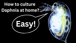 BEST Live Fish Food Beginner guide How to Culture Daphnia at home [upl. by Eachelle]