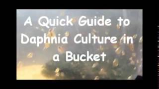 How to culture daphnia outside [upl. by Darcey]