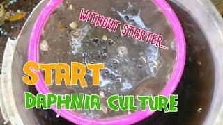 How to culture daphnia moina the easy way 1  Starting the Daphnia culture [upl. by Friend470]