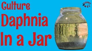 How to Culture Daphnia in a Jar [upl. by Atims]