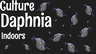 How to Culture Daphnia [upl. by Eanaj]