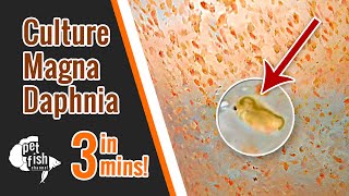 How to culture DAPHNIA MAGNA  The easy way [upl. by Wahkuna]