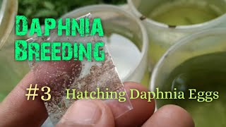 Daphnia Culture made simple and easy 3  Hatching Daphnia eggs [upl. by Atsyrc]