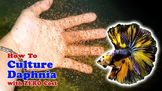 How to Culture Daphnia with ZERO Cost  Unlimited Live Food For Our Fish [upl. by Annwahs]