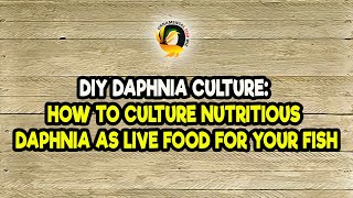 DIY Daphnia Culture How to Culture Nutritious Daphnia as Live Food for Your Fish [upl. by Collin]