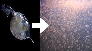 How I Culture Daphnia [upl. by Delgado998]