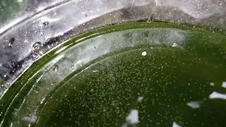 DAPHNIA MOINA CULTURE IN A SMALL BUCKET [upl. by Esojnauj]