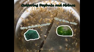 How To Culture Daphnia and Moinas using Green Water Spirulina powder [upl. by Eddana554]