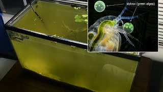 Raising Daphnia for the Freshwater Aquarium [upl. by Nalod356]