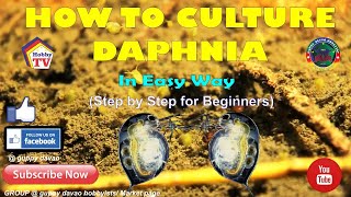 HOW TO CULTURE DAPHNIA In Easy Way [upl. by Deedahs794]